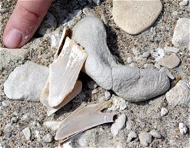 Megalodon explodiert