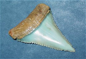 Weisser Hai 1 - 02-2005