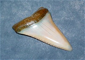 Weisser Hai 2 - 02-2005